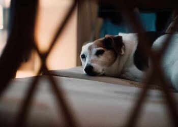 Conseils aider votre chien à dormir chaque nuit
