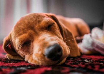 Conseils chiot dormir toute la nuit