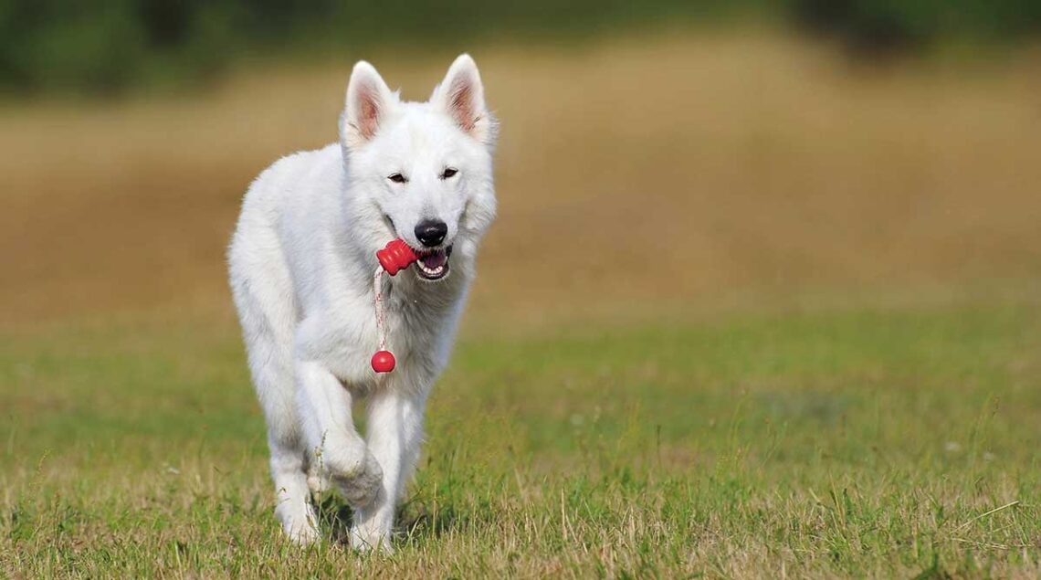 Conseils dressage chiens