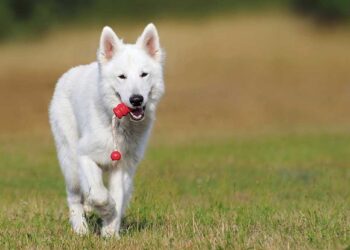 Conseils de dressage de chiens 8 Conseils dressage chiens