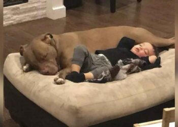 Garçon malade pitbull réconforte