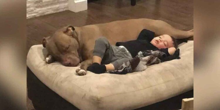 Garçon malade pitbull réconforte