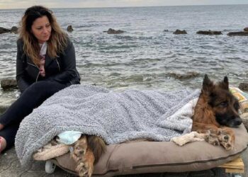 Ils donnent au chien paralysé une dernière promenade au bord de la mer sur un lit mobile