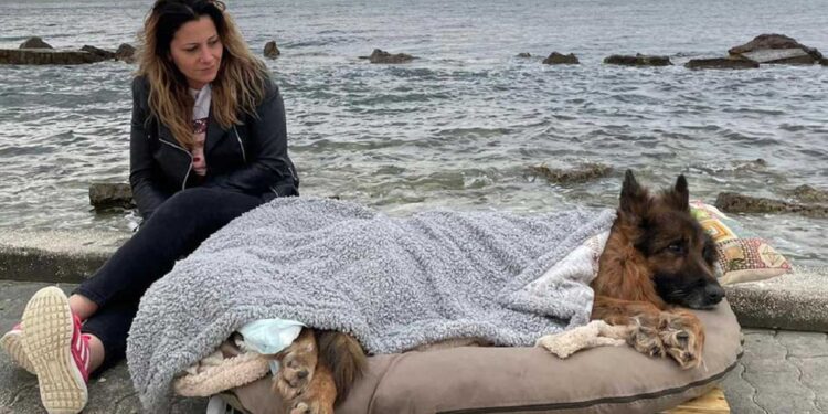 Ils donnent au chien paralysé une dernière promenade au bord de la mer sur un lit mobile
