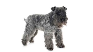 Kerry Blue Terrier
