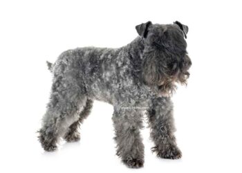 Kerry Blue Terrier 11 Kerry Blue Terrier