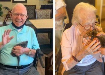 Kitten Therapy Day Journée de thérapie chaton