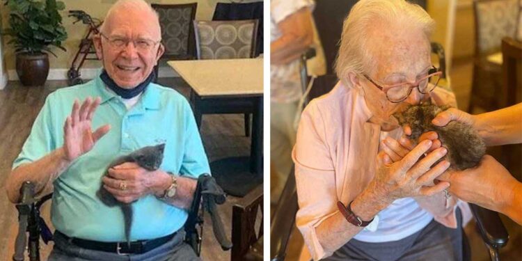 Journée de thérapie chaton : en maison de retraite, les personnes âgées sourient grâce aux chatons 1 Kitten Therapy Day Journée de thérapie chaton