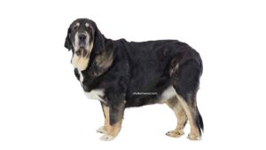 Mâtin Espagnol