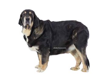 Mâtin Espagnol 10 Mâtin Espagnol