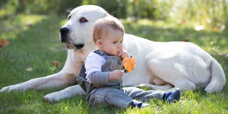 Comment choisir le meilleur chien pour vos enfants et votre famille 1 Meilleur race chien pour vos enfants et votre famille