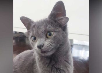 Midas, le chat qui est né avec quatre oreilles