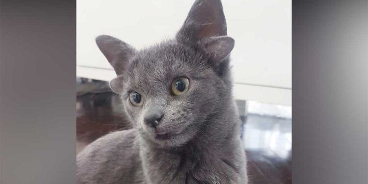 Midas, le chat qui est né avec quatre oreilles fait sensation sur internet 1 Midas, le chat qui est né avec quatre oreilles