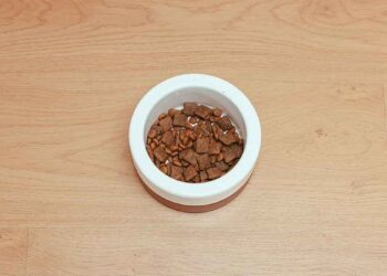 Nourrir animal bonne façon