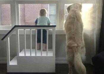 Papa construit fort fils chien fenêtre