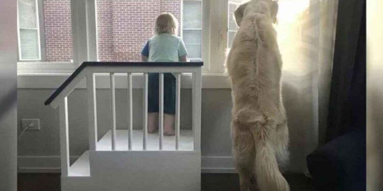 Papa construit un fort pour que son fils puisse voir par la fenêtre avec son meilleur ami 1 Papa construit fort fils chien fenêtre