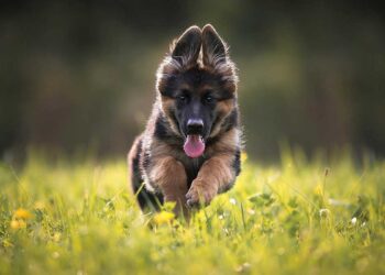 Régime pour chiot berger allemand 13 Régime alimentaire chiot berger allemand