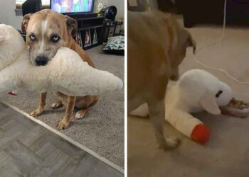 Tucker chien partager nourriture avec jouet préféré