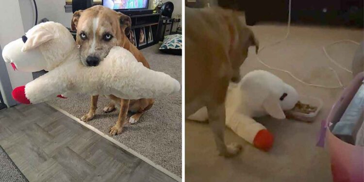 Tucker chien partager nourriture avec jouet préféré