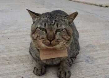 Un chat rentre chez lui avec une dette d'un poissonnier sur le cou après 3 jours de disparition