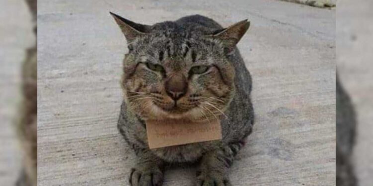 Un chat rentre chez lui avec une dette d'un poissonnier sur le cou après 3 jours de disparition