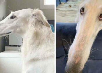 Un chien Barzoï énorme museau