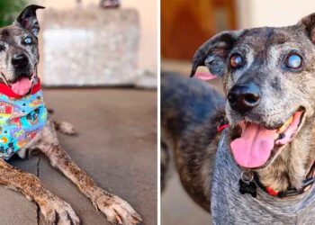 Un chien qui a passé 10 ans dans un refuge retrouve enfin son foyer pour toujours