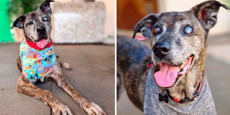 Un chien qui a passé 10 ans dans un refuge retrouve enfin son foyer pour toujours 1 Un chien qui a passé 10 ans dans un refuge retrouve enfin son foyer pour toujours