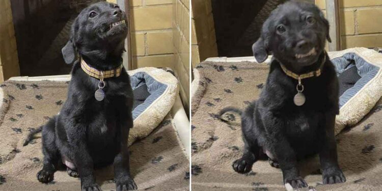 Un chiot sourit à tous ceux qui passent en espérant trouver un foyer