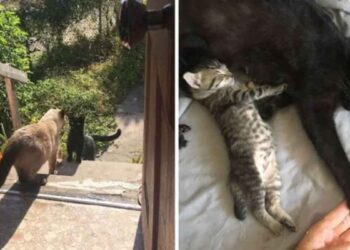 Une chatte errante demande à entrer à la maison pour avoir ses chatons