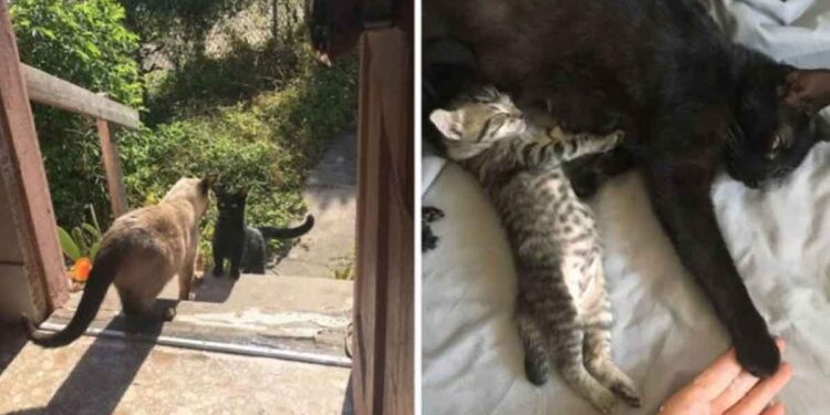 Une chatte errante demande à entrer à la maison pour avoir ses chatons