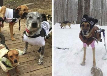 Une femme adopte des chiens besoins spéciaux