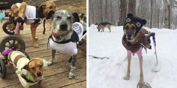 Une femme adopte 6 chiens ayant des besoins spéciaux et change leur vie 1 Une femme adopte des chiens besoins spéciaux