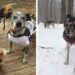 Une femme adopte 6 chiens ayant des besoins spéciaux et change leur vie 5 Une femme adopte des chiens besoins spéciaux