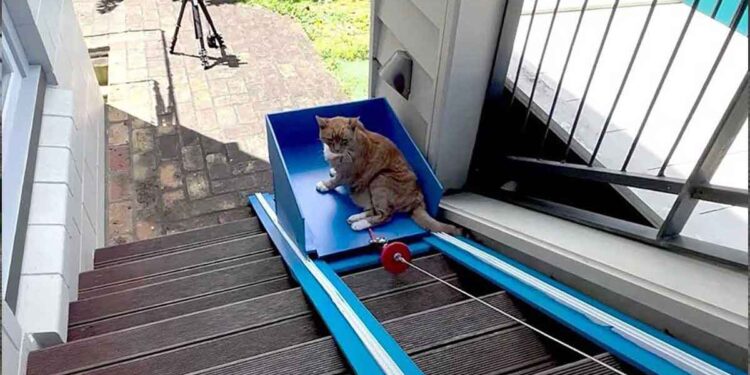 Youtuber construit ascenseur pour son chat