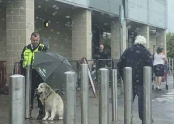 agent sécurité protégé chien avec parapluie