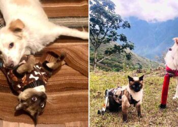 amis chat handicapé chien trois pattes