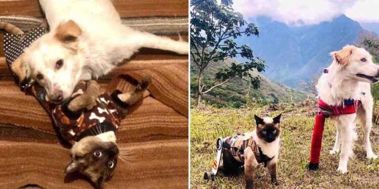 Un chat handicapé et un chien à trois pattes deviennent les meilleurs amis 1 amis chat handicapé chien trois pattes