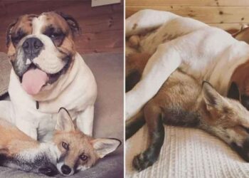 bouledogue renard sauvé amis inséparables