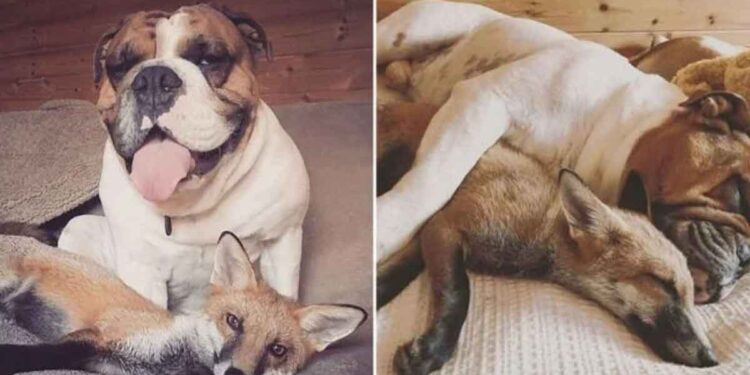 bouledogue renard sauvé amis inséparables