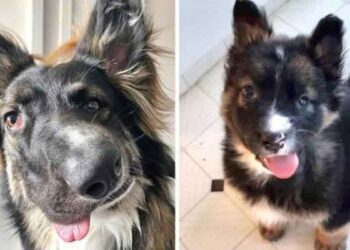 brodie chien différent thérapie