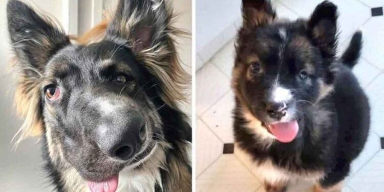 brodie chien différent thérapie