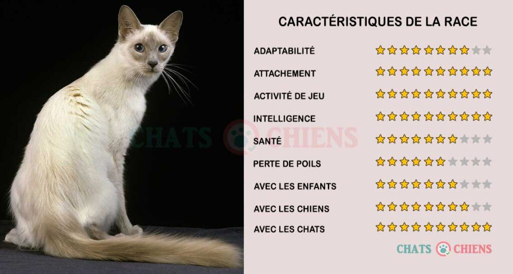caracteristiques-chats-Javanais-