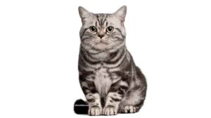 Brazilian Shorthair