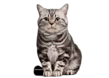 chat Brazilian Shorthair