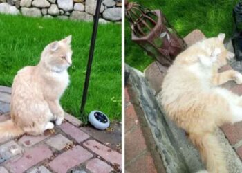 chat accepte famille qui a emménagé dans sa maison