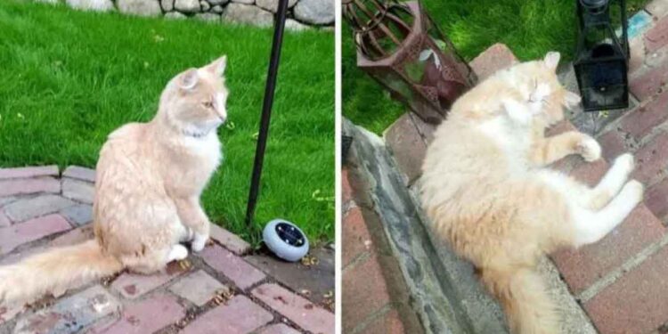 chat accepte famille qui a emménagé dans sa maison