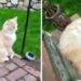 chat accepte famille qui a emménagé dans sa maison
