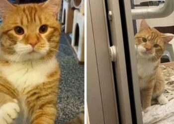 chat accueille les visiteurs du refuge espère adopte