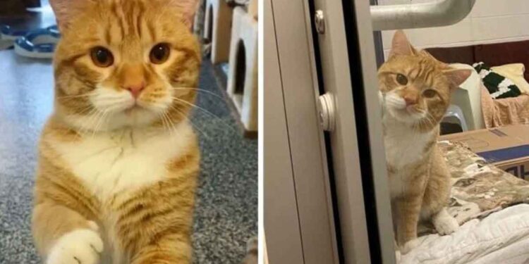 chat accueille les visiteurs du refuge espère adopte